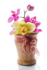 phalaenopsis purple