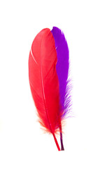 Red and blue feathers isolated