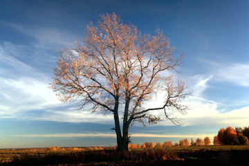 Fototapeta na wymiar autumn, lone oak tree in a field