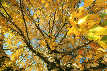 autumn branch with yellow leaves