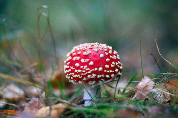 Red fly agaric mushroom