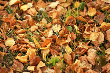 texture of fallen leaves on the lawn