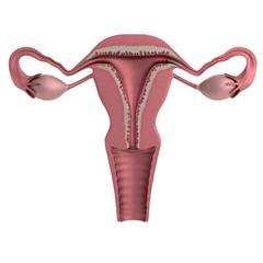 realistic 3d render of uterus