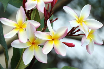Fototapeta na wymiar Plumeria lub frangipani