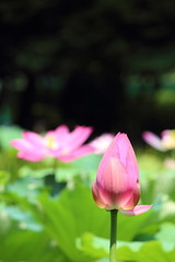 Fototapeta premium ハスの蕾