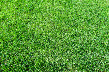 Green grass