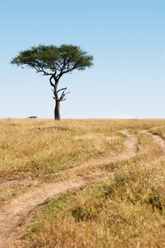 Trail and tree Masai Mara plais Kenya Africa