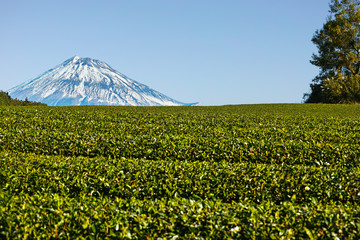 １１月の茶畑と富士山