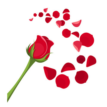 Red rose and petals. Vector illustration.