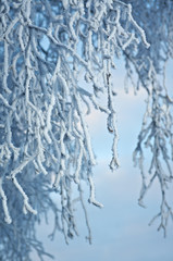 Birch trees with hoarfrost on the branches