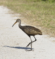 Limpkin Bird