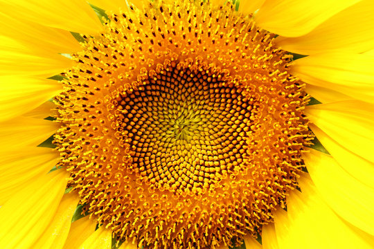 close up sunflower blooming