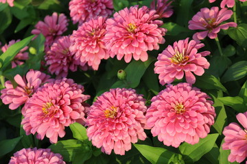 Zinnia Flower