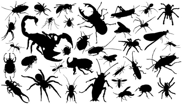 insect_silhouettes