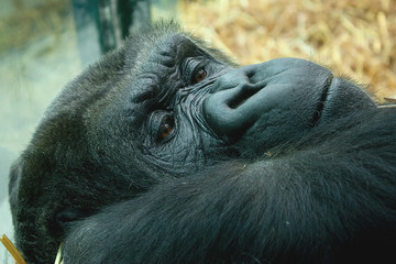 resting female lowland gorilla 2538