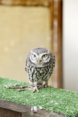 Little Owl in captivity