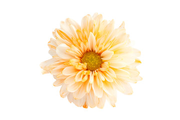 Chrysanthemum