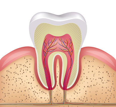 Healthy white tooth, gums and bone illustration