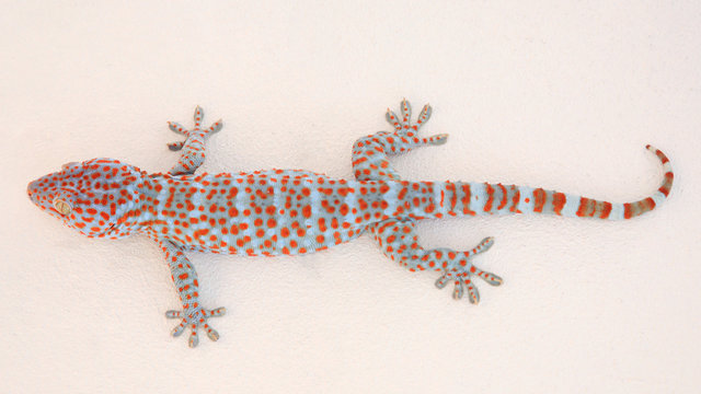 Gekko or gecko