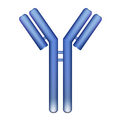 Antibody molecule