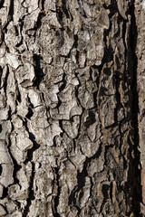 old wood tree, texture background pattern
