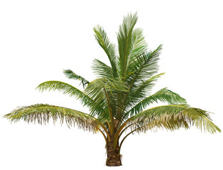 Obraz premium palm tree