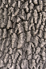 bark