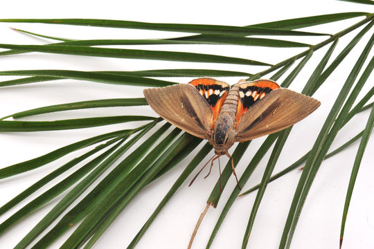 papillon parasite des palmiers: Paysandisia archon