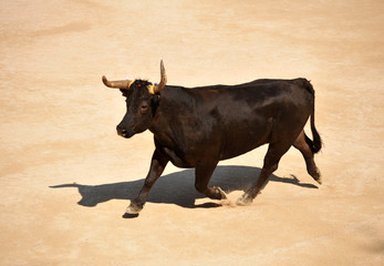 running bull