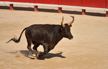 running bull