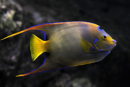 holacanthus ciliaris, poisson ange royal