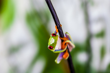 Natural and fresh jungle theme with exotic frog