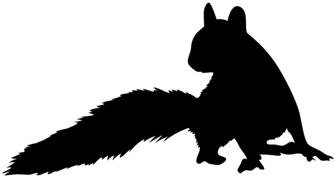 Eichh&ouml;rnchen