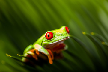 Wonderful exotic frog, tropical theme