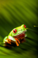 Wonderful exotic frog, tropical theme