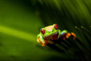 Fototapeta premium Beautiful colorful frog in the jungle