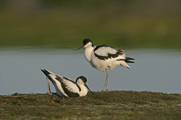 Avocet, Recurvirostra avosetta