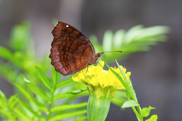 Angled Castor butterfly