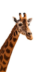 Giraffe head isolated