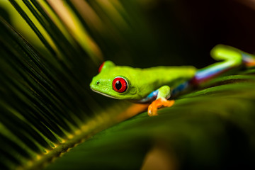 Exotic frog in natural rain forest