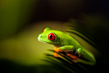 Natural and fresh colorful theme with exotic frog