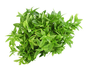 Limnophila aromatica