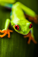 Frog on a leaf in the jungle
