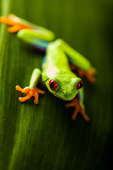 Obraz premium Frog on a leaf in the jungle