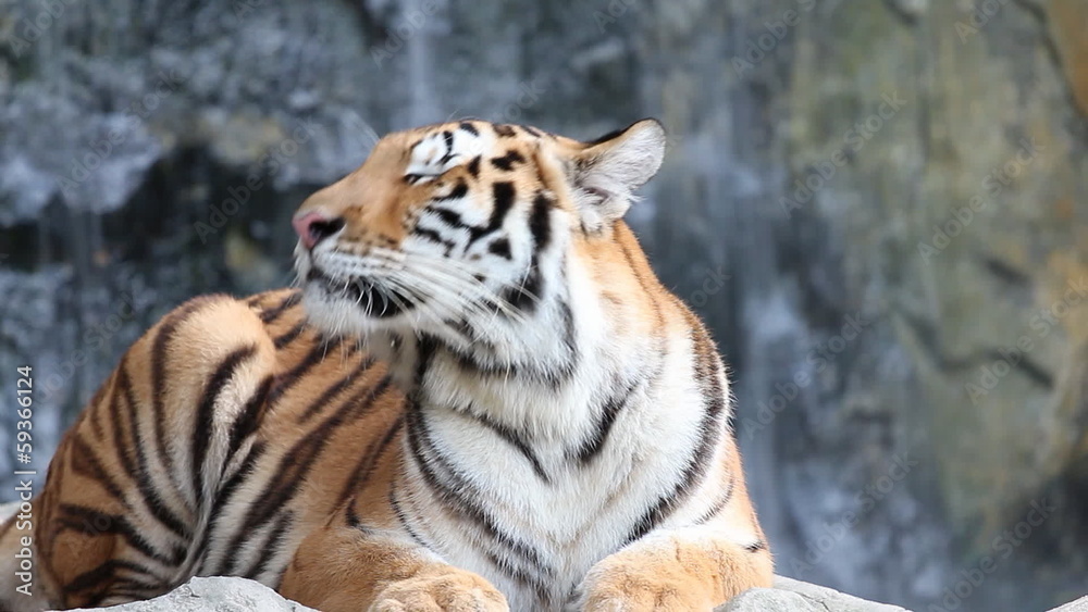 Wall mural sumatran tiger