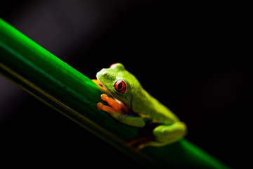 Rain forest tropical theme with colorful frog