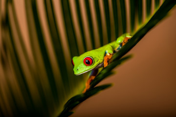 Exotic frog in tropical forest
