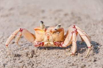 closeup of a crab