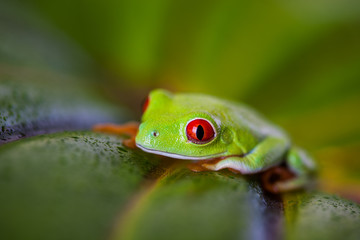 Saturated tropical concept with frog