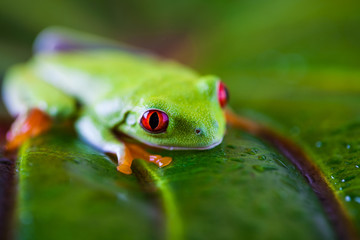 Exotic colorful frog